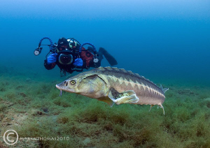 Mr H & diamond sturgeon.
Winter 2010.
D3 15mm. by Mark Thomas 